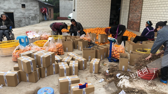 4、订单多了，陈泽等一家人正忙着打包梨橙寄往全国。受访者供图 华龙网发.jpg