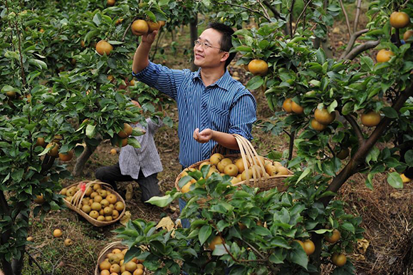2、丰收时节，杨大可帮果农采摘水果。 受访者供图 华龙网发.jpg