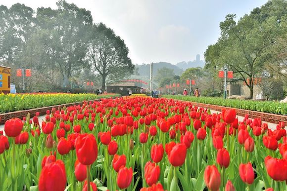 盛开的郁金香 南山植物园管理处供图.jpg