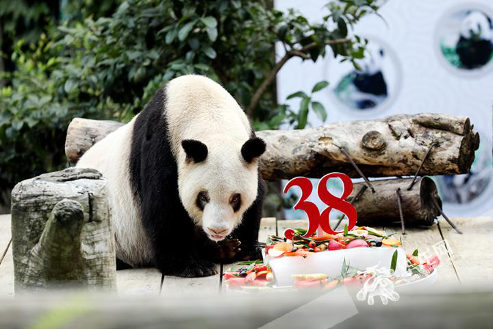 大熊猫“新星”在4个月前刚度过自己38岁的生日。华龙网-新重庆客户端记者 李文科摄