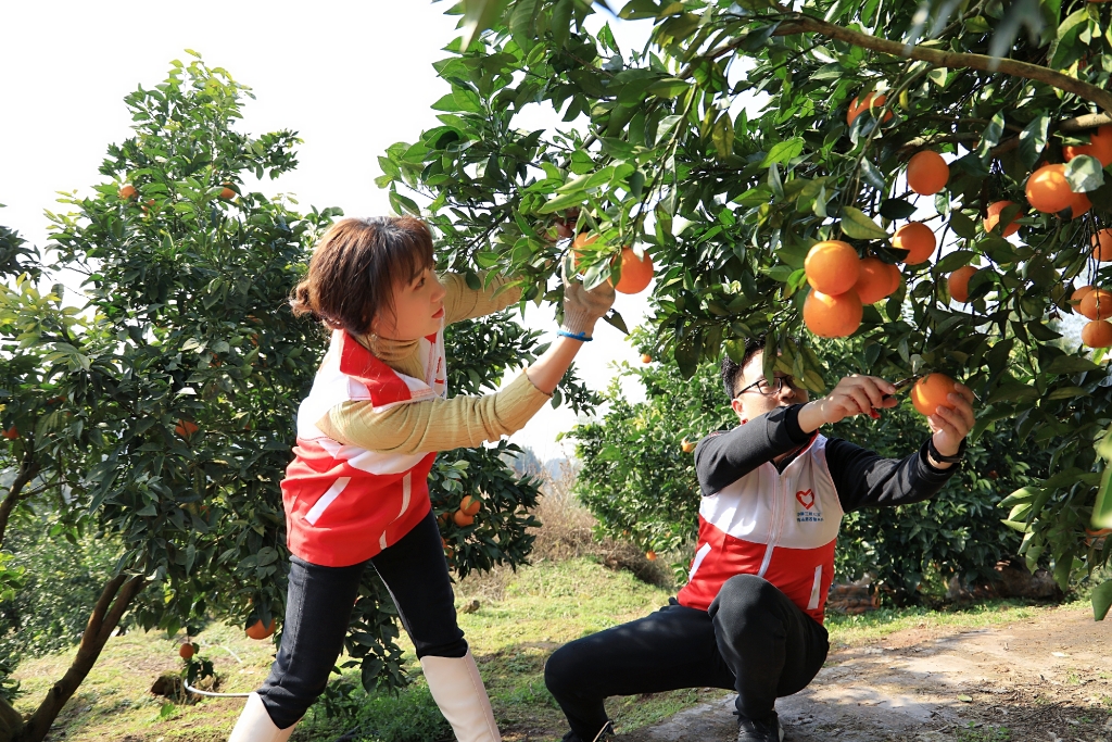 中建三局志愿者们到忠县金鸡镇傅坝村农户果园里采摘橘子。中建三局供图 华龙网发