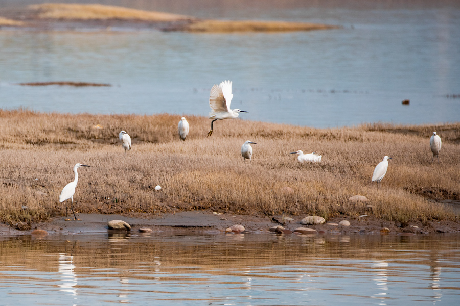 3月5日下午，通体雪白的白鹭成为江面上一道亮丽的风景。通讯员 王欢 摄 华龙网-新重庆客户端发