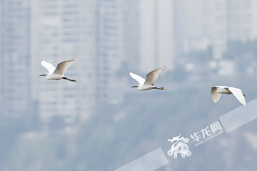 10日下午，一群白鹭从珊瑚坝上飞过。华龙网-新重庆客户端记者 石涛 摄