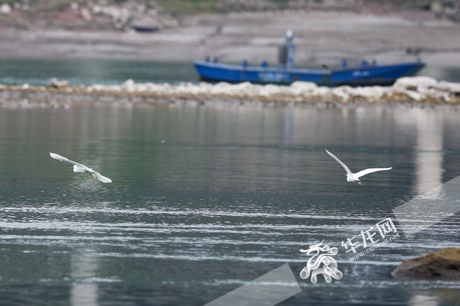 10日下午，两只白鹭从水面上快速飞过。 华龙网-新重庆客户端记者 石涛 摄