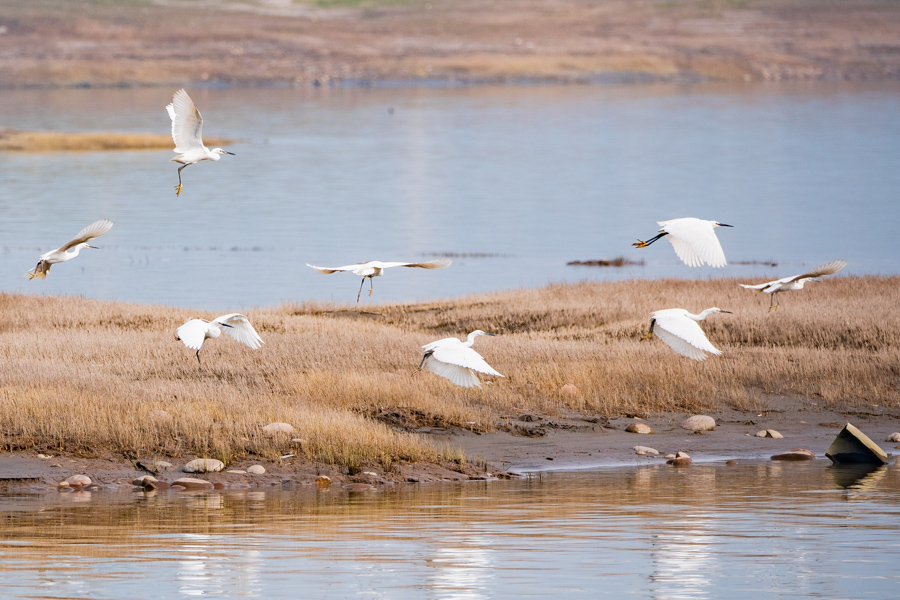 3月5日下午，一群白鹭在珊瑚坝上活动。通讯员 王欢 摄 华龙网-新重庆客户端发