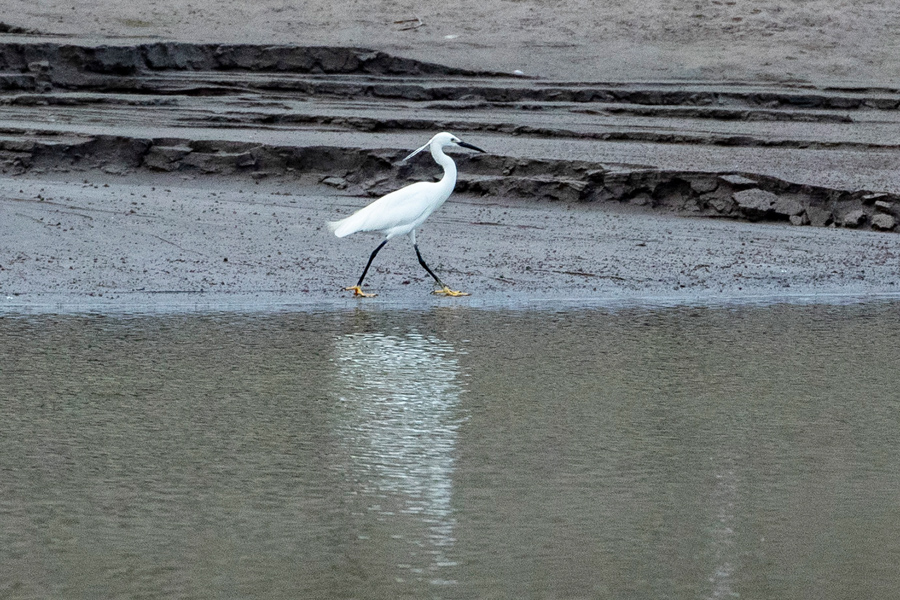 3月4日下午，一只白鹭在岸边“漫步”。通讯员 王欢 摄 华龙网-新重庆客户端发