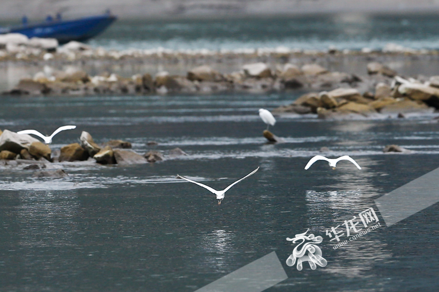 10日下午，白鹭在珊瑚坝上活动。华龙网-新重庆客户端记者 石涛 摄