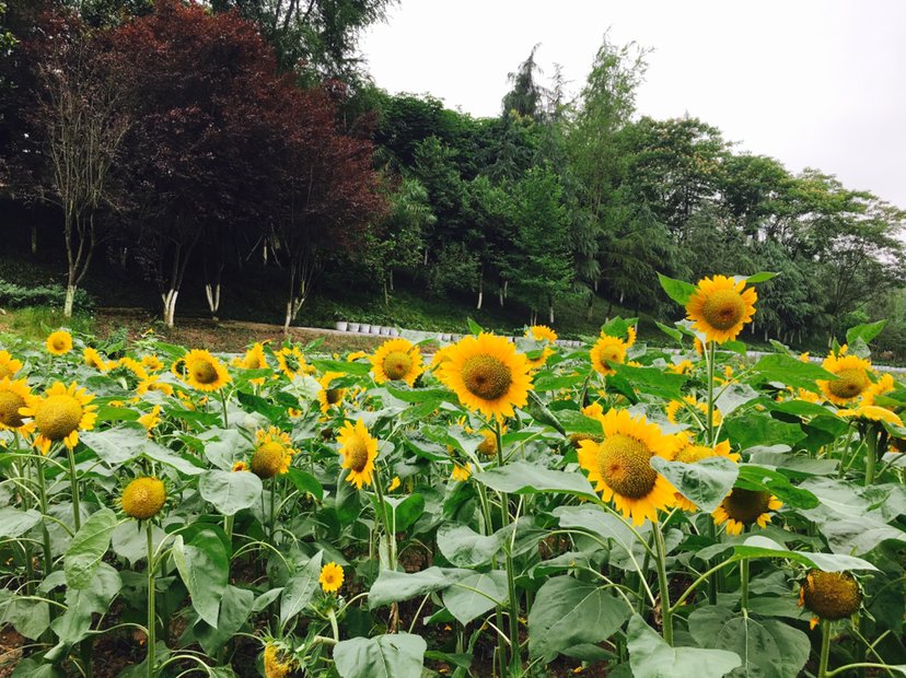 往年盛开的向日葵 重庆园博园供图