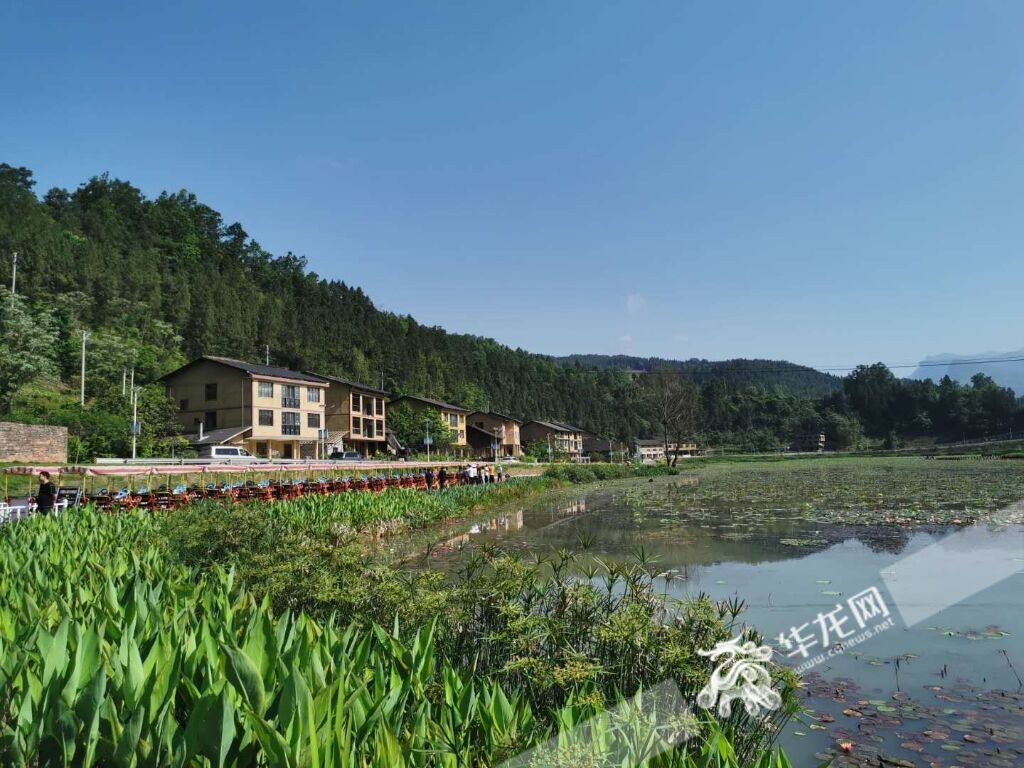 大田湿地人家一角。华龙网-新重庆客户端记者 刘艳 摄 大田湿地人家一角。华龙网-新重庆客户端记者 刘艳 摄