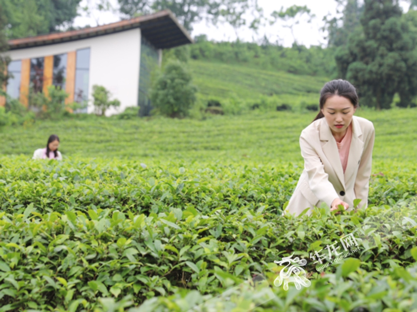 游客正在体验采摘茶叶。华龙网-新重庆客户端记者 陈毅 摄