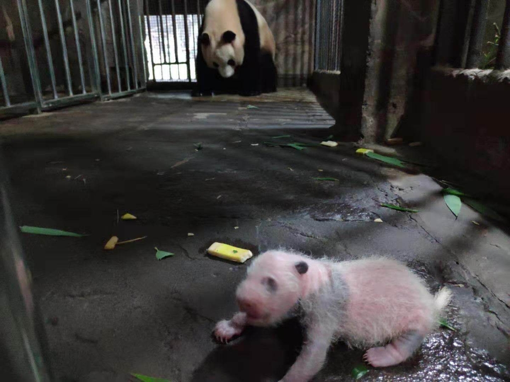 “莽仔”产下双胞胎大熊猫宝宝。重庆动物园供图 华龙网-新重庆客户端发