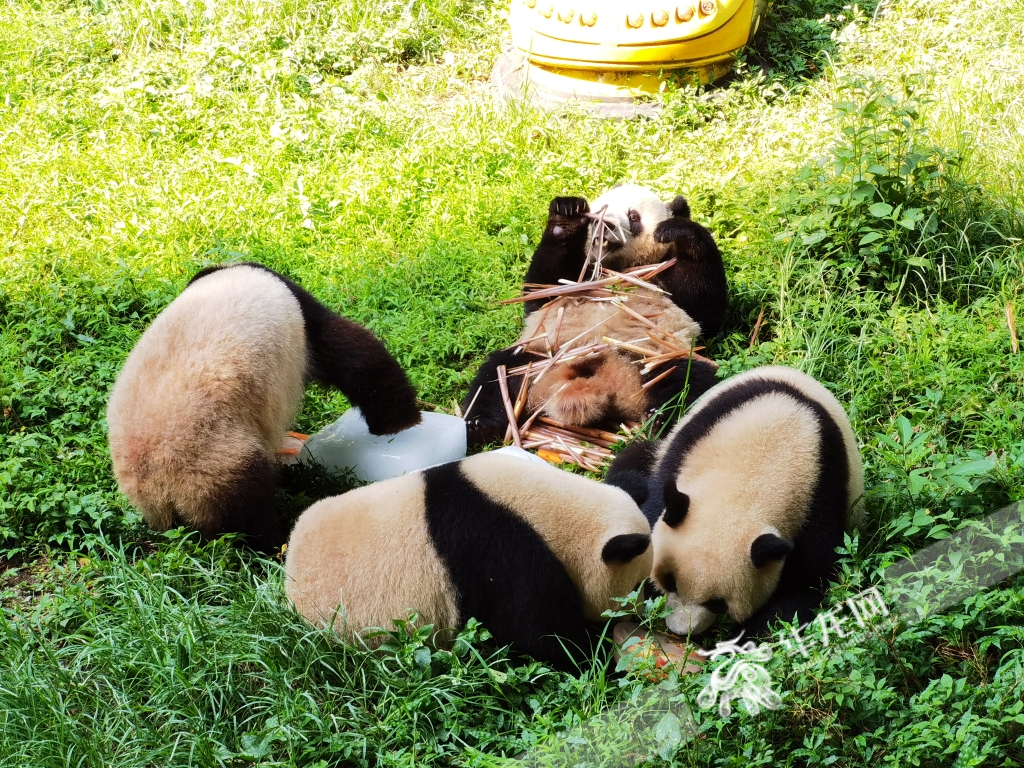 住得安逸了，还要吃得舒服。为了给大熊猫们降温，动物园还用水果、蔬菜制作了超大的“冰淇淋”，大熊猫们左舔舔、右尝尝，吃得不亦乐乎。