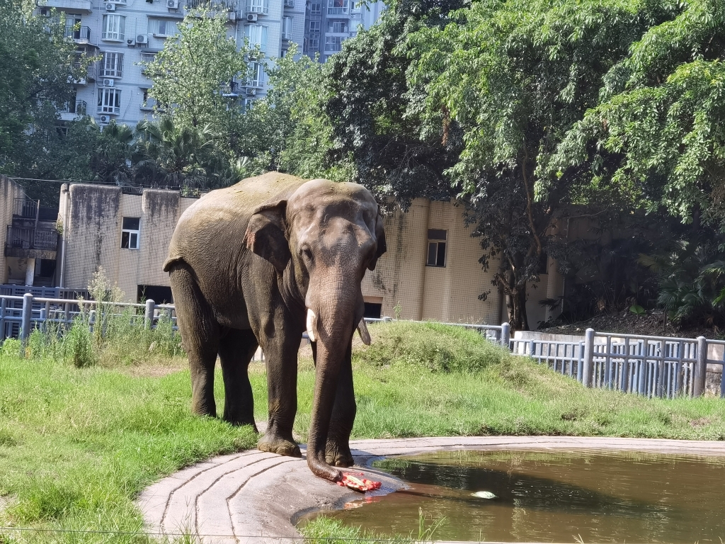 重庆动物园里的大象们正大口大口地吃着甜甜的西瓜。 华龙网-新重庆客户端记者 谢鹏飞 摄 
