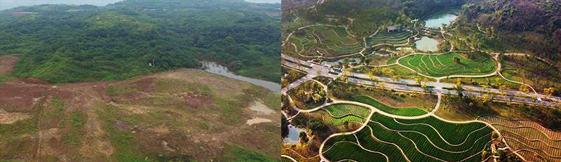 广阳岛生态修复前后对比图。重庆广阳岛绿色发展有限责任公司供图 华龙网-新重庆客户端发