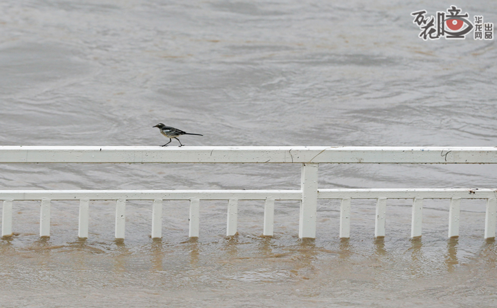 泥水卷着杂物拍打着江岸，江边围栏已被洪水淹没，只有鸟儿敢在栏杆上闲庭信步。而长江水文人正不分昼夜地收集、整理数据，确保洪峰平安过境。