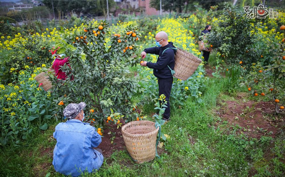 五一村有农户1314户，这2000多亩柑橘大部分为农村合作社的形式经营，采取村民入股的方式。没有游客来采摘，果子卖不出去，村民们愁坏了。