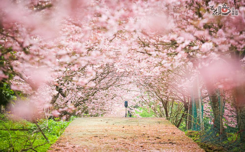 五一村的樱花是从浙江宁波引进的品种，春天里，一排排樱花竞相开放，微风吹过，樱花瓣飘落，铺成一条条樱花小道，徜徉其中，如梦似幻！