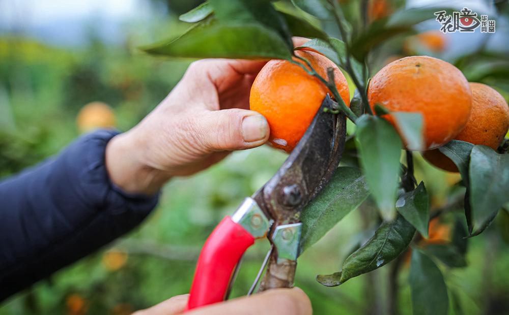 杨海介绍，今年五一村柑橘产量有20多万斤。往年的这个时候，树上的果子已经都采得差不多了。而今年由于疫情影响，游园关闭，果农们柑橘滞销，让他心里很难受。