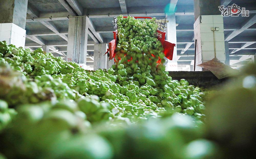 农户把收割好的青菜头卖到榨菜厂。据介绍，涪陵区2020年秋季播种的青菜头种植面积为72.9万亩，产量约160万吨，产值约14亿元。