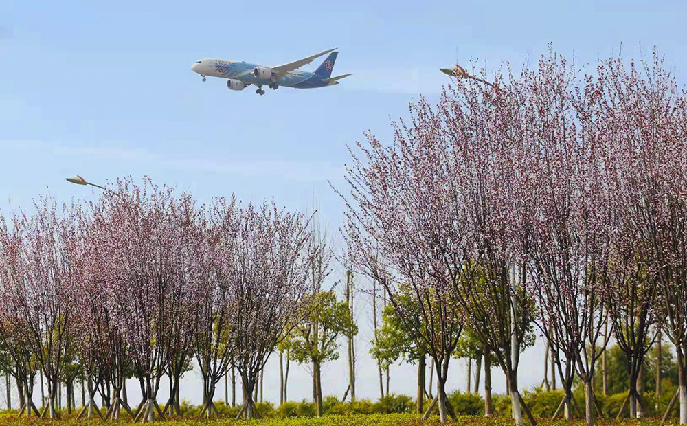 重庆不止有开往春天的列车，还有飞往春天的航班。
