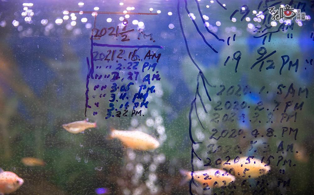 花鸟虫鱼是两位老人的爱好。但随着年龄的增长，他们的记忆力也逐渐衰退。因此，除了平时为“鸟餐厅”记账，他们还会把给鱼缸换水的时间记在鱼缸上，把容易健忘的事情记在家中他们容易发现的地方。