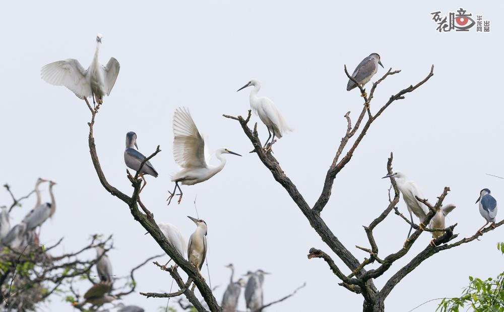 三多桥白鹭自然保护区是全国第一个白鹭自然保护区，国家级A级景区，位于重庆高新区白市驿镇三多桥村吕家湾，是集自然保护与野生动物白鹭保护区为一体的人鸟和谐相处的风景旅游区。