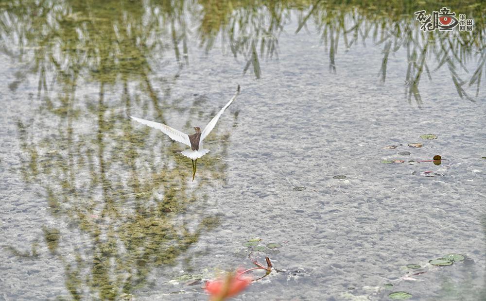 筑巢引凤，生态环境持续改善的广阳岛，生物多样性极大丰富，吸引了300多种动物栖息停留。瞧！一只池鹭正扇动翅膀、掠过平静的湖面。
