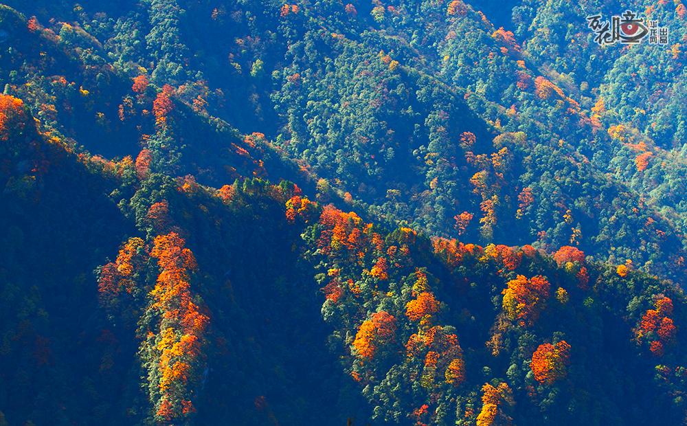 俯瞰金佛山，山景层次分明，绯红的枫树、金黄的桦叶、殷红的野果......点点簇簇地镶嵌在苍翠山峦之间。（汪新/摄）