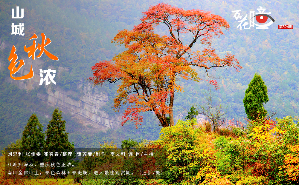 红叶知深秋，重庆秋色正浓。南川金佛山上，彩色森林五彩斑斓，进入最佳观赏期。（汪新/摄）