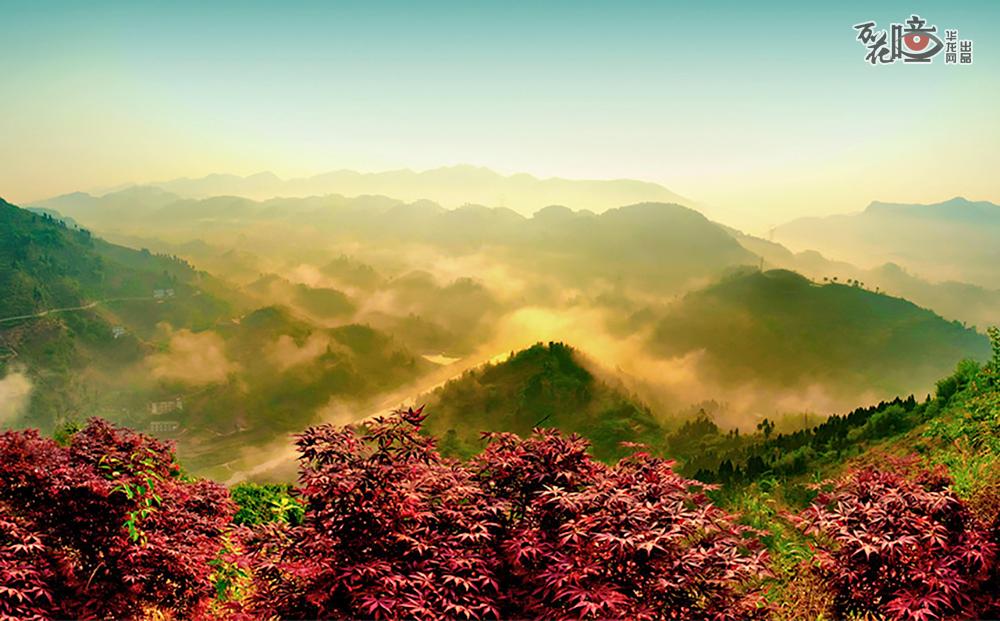  重庆渝北，红枫林掩映着郁郁葱葱的山林，层次分明。（渝北区融媒体中心 供图）