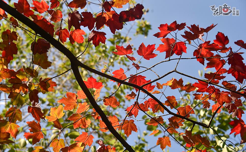 重庆涪陵，一抹暖阳洒下来，红黄相间的枫叶呈现梦幻般的绯红，煞是好看。（黄河/摄）