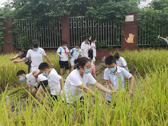 学生在教师指导下割谷子 江津区双福第二小学校供图 华龙网发