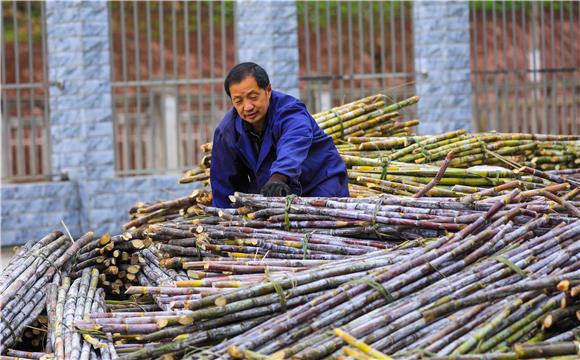 梁平:土法制糖延续古韵 守住心头一抹甜蜜乡愁-新重庆客户端