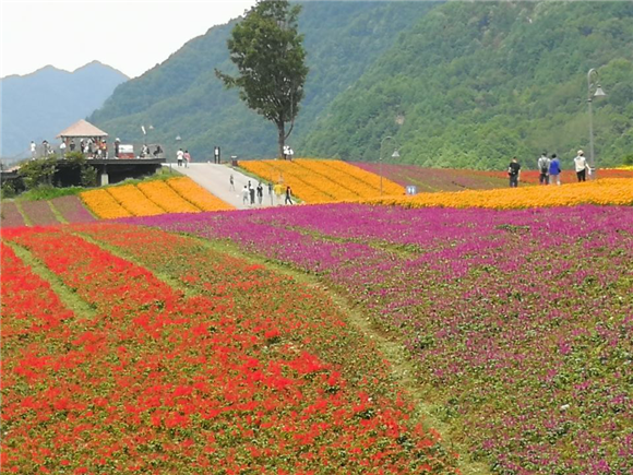 巫溪红池花海醉游客-新重庆客户端