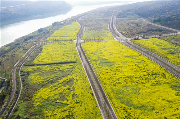 重庆广阳岛:油菜花开春意浓