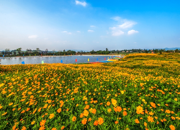 驿都花海 重庆高新区建设局供图 华龙网发