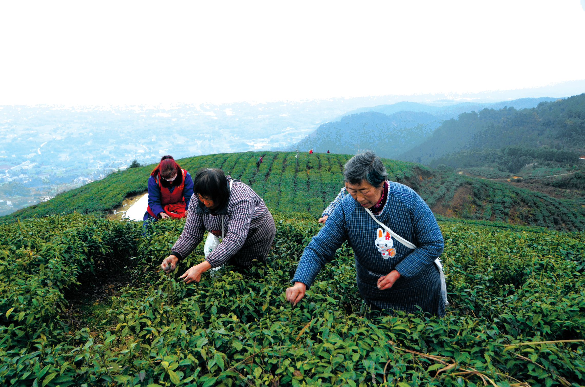 清升镇古佛山上村民正在采茶.通讯员 曹让均 摄