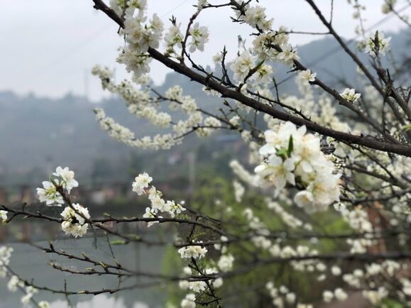 合川桃花节图片