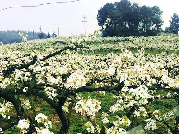 永川黄瓜山邀您赏万亩梨花 四条特色线路任你选