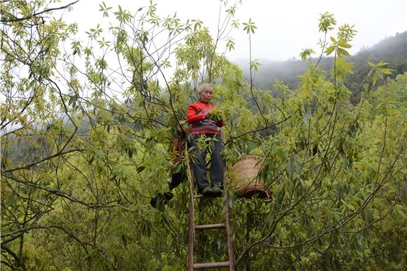 10多年以前,当地村民开始采集野生的老荫茶树,移栽到自家自留地进行