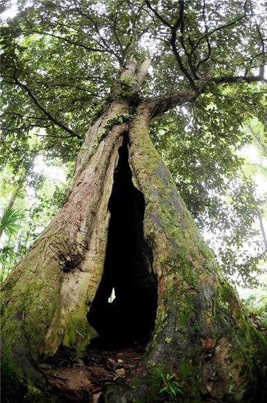 酉阳猴栗子树空心200年如今依旧青春焕发