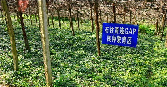 石柱黄连苦 百姓生活甜