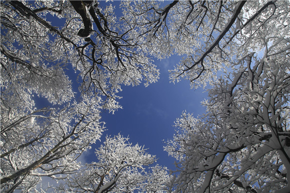 冬日的金佛山蓝天与白雪美极了.南川区文旅委供图 华龙网发