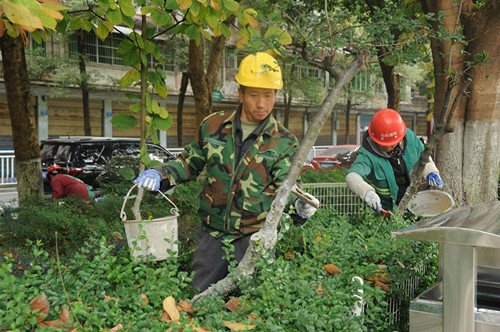 石柱园林工人为县城绿化树木穿白色"防护衣"