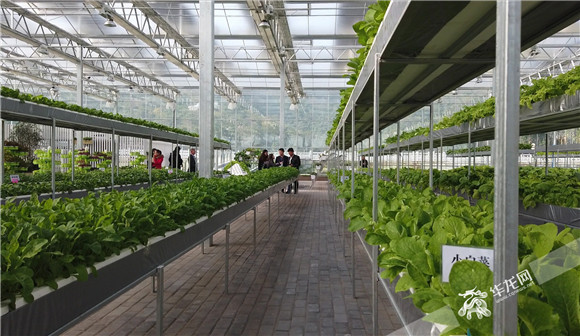 植物工厂内茁壮成长的各类蔬菜.