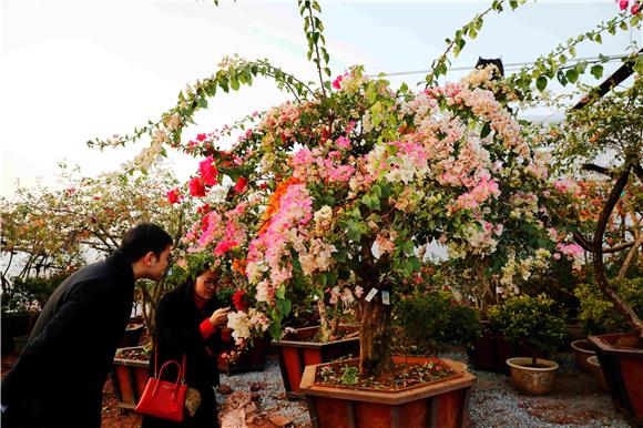 但在重庆市铜梁区乡村振兴西郊示范片的花卉产业基地里,一株三角梅能