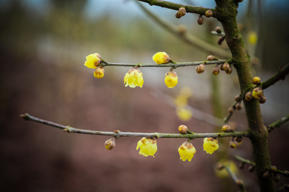 腊梅花开"香"约静观 抚摸温泉水感受北碚千年历史脉络