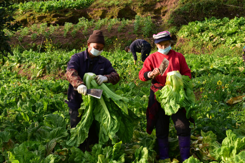 石柱抓好當季蔬菜採收 確保春季備耕