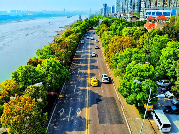 最美人间四月天巴南区城管局邀您畅游巴滨路尽赏香樟景