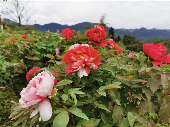 雲遊墊江覓春光花滿園牡丹櫻花世界等你